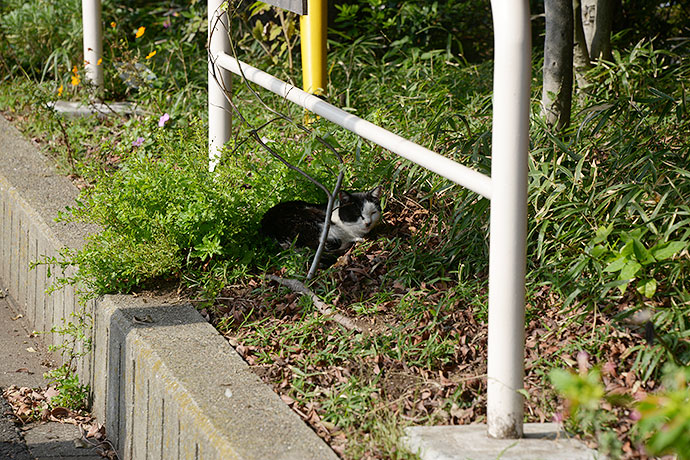太田区のねこ