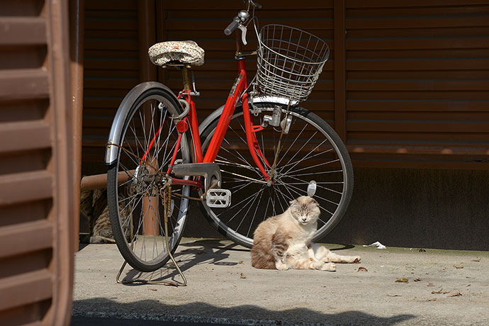 太田区のねこ