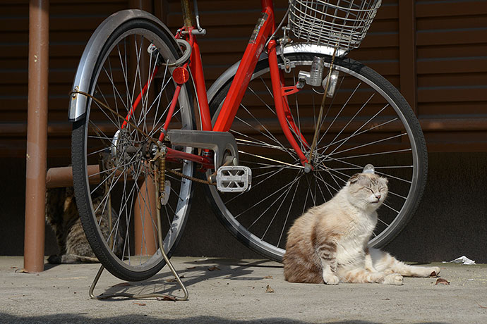 太田区のねこ