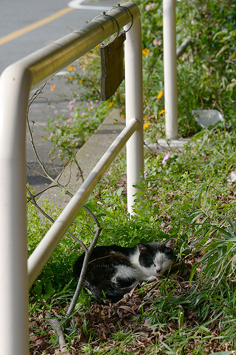 太田区のねこ