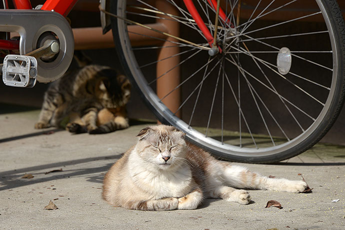 太田区のねこ