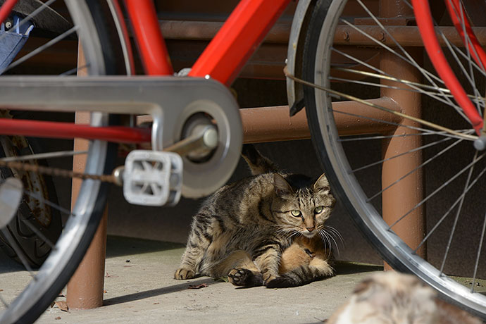 太田区のねこ