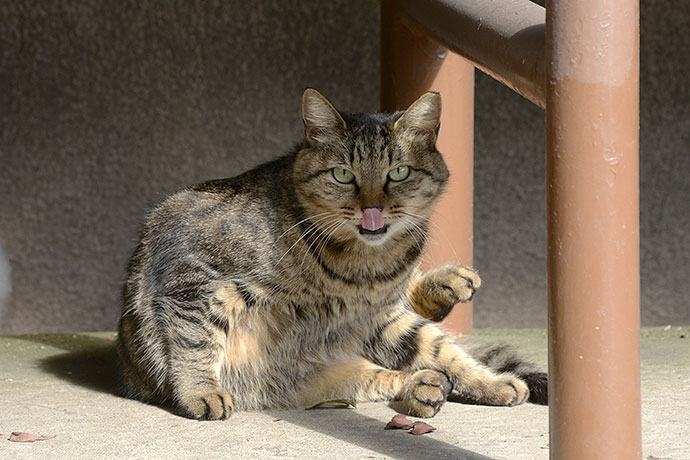 太田区のねこ