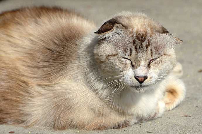 太田区のねこ