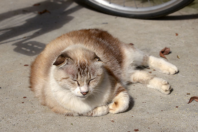 太田区のねこ