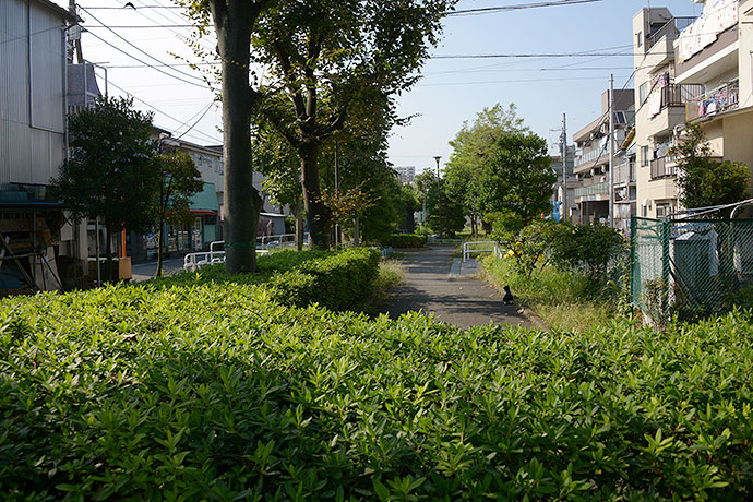 太田区のねこ