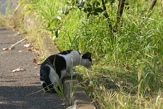 太田区のねこ