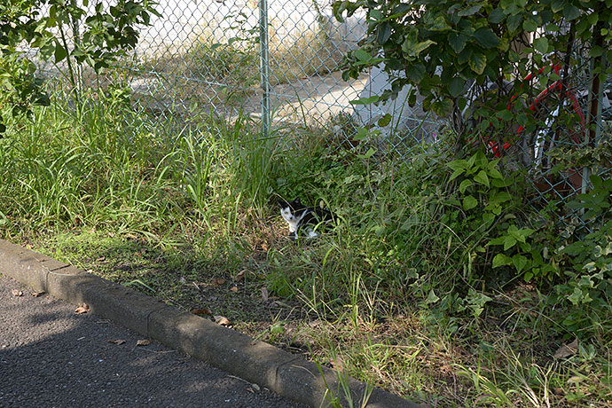 太田区のねこ