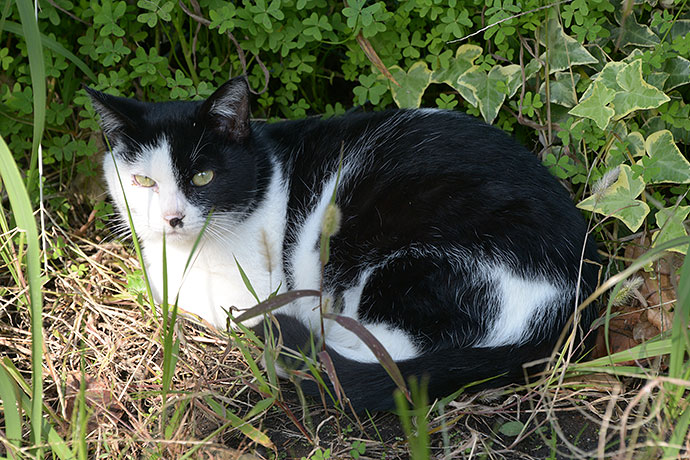 太田区のねこ