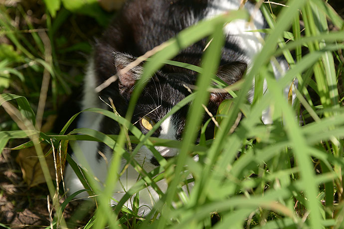 太田区のねこ