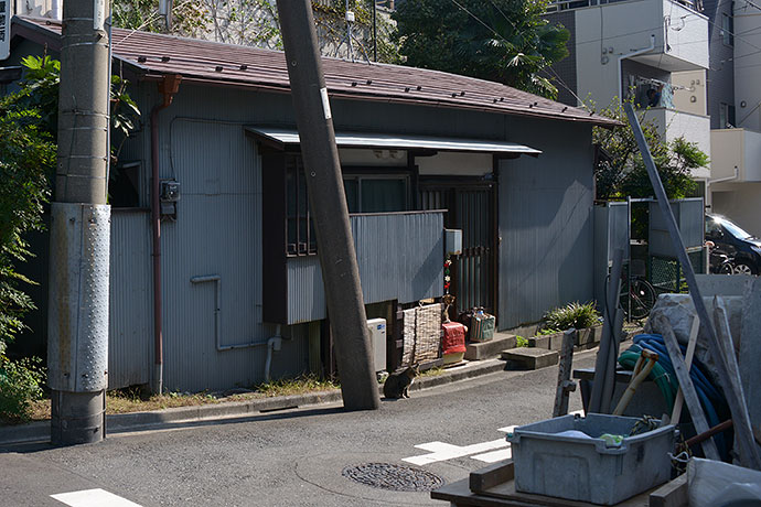 太田区のねこ