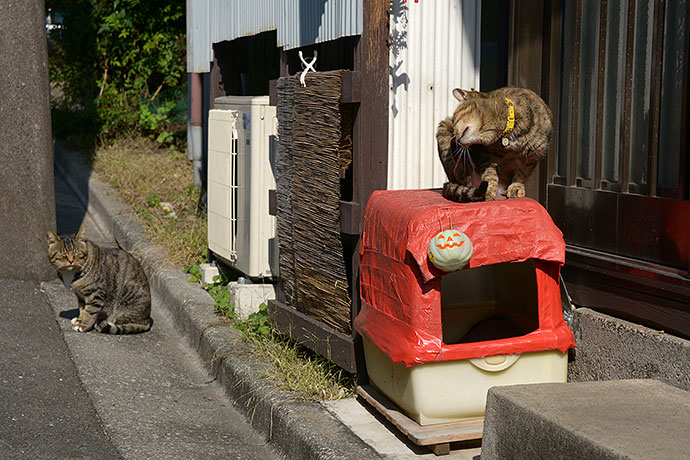 太田区のねこ