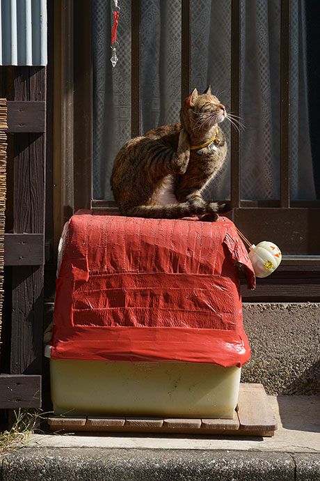 太田区のねこ