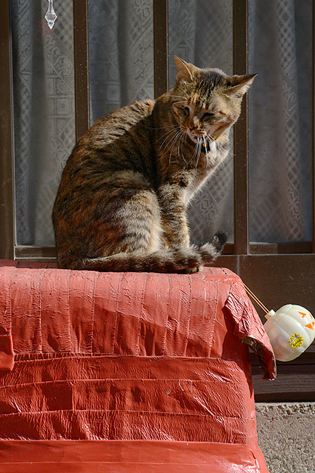 太田区のねこ