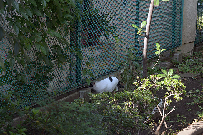 太田区のねこ