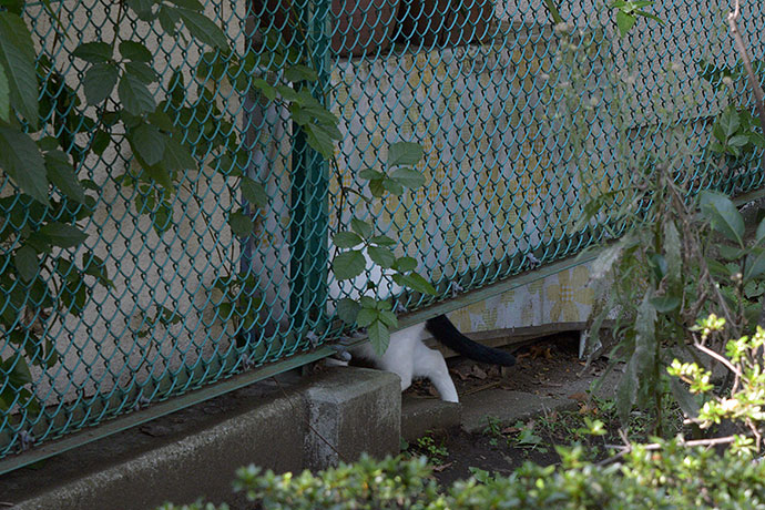 太田区のねこ