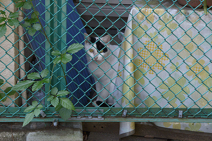 太田区のねこ
