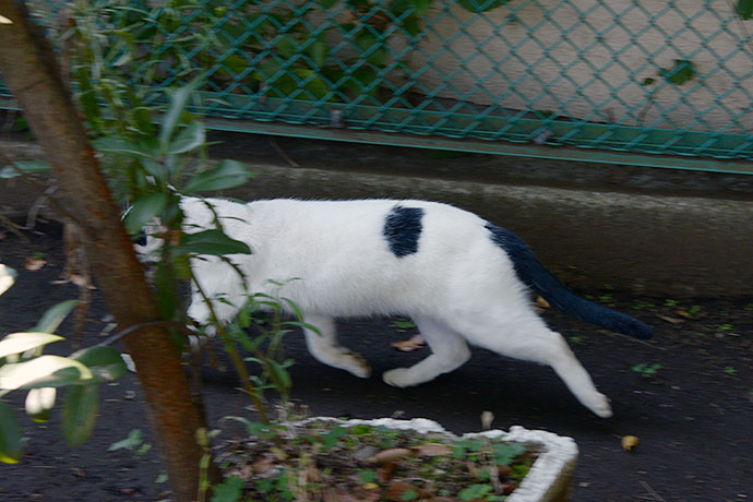 太田区のねこ