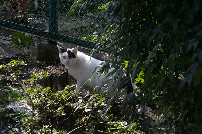 太田区のねこ