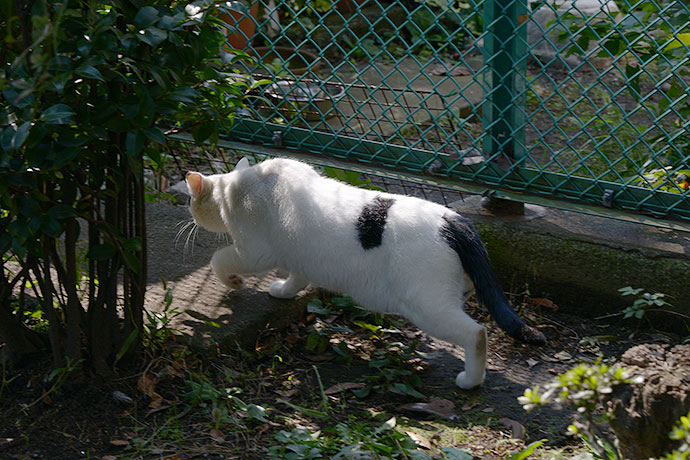 太田区のねこ