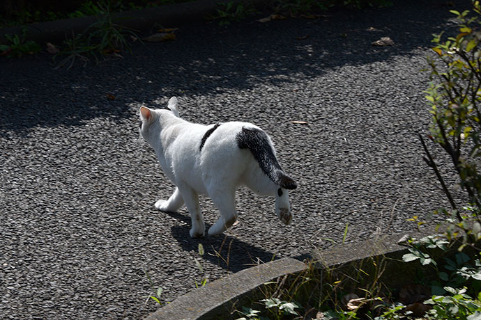 太田区のねこ