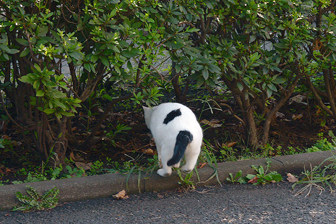 太田区のねこ
