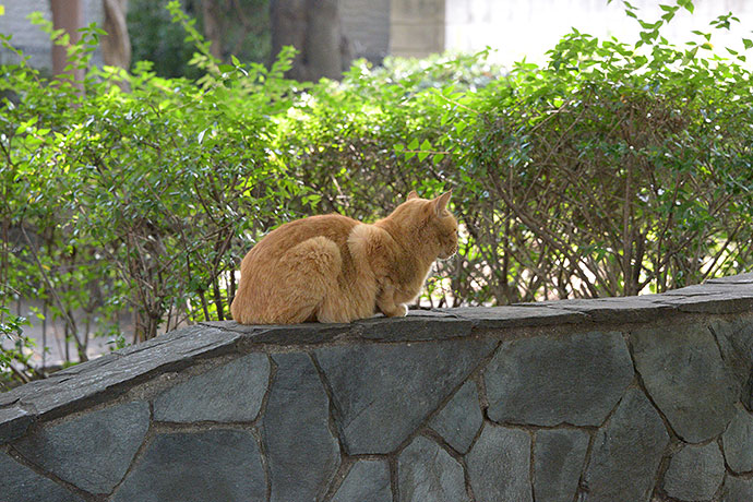 太田区のねこ