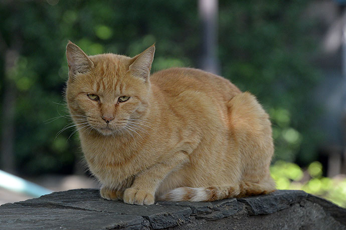 太田区のねこ