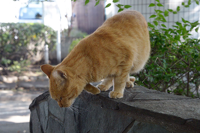 太田区のねこ
