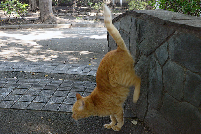 太田区のねこ