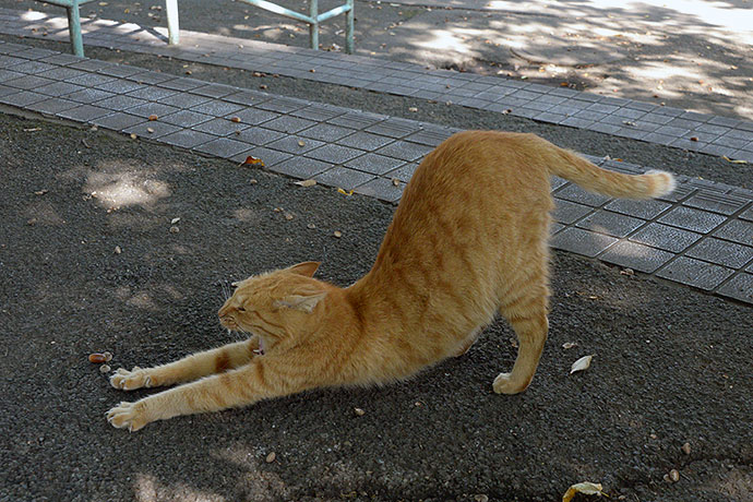 太田区のねこ