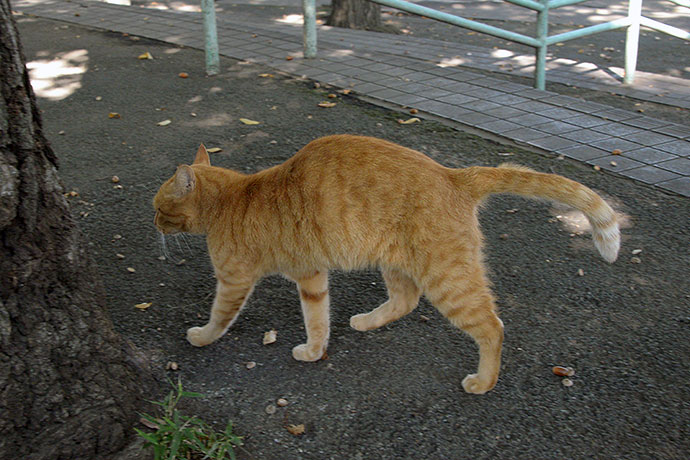 太田区のねこ