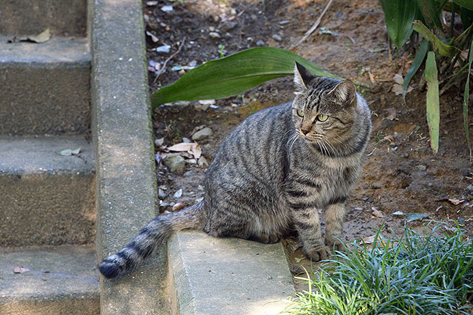 太田区のねこ