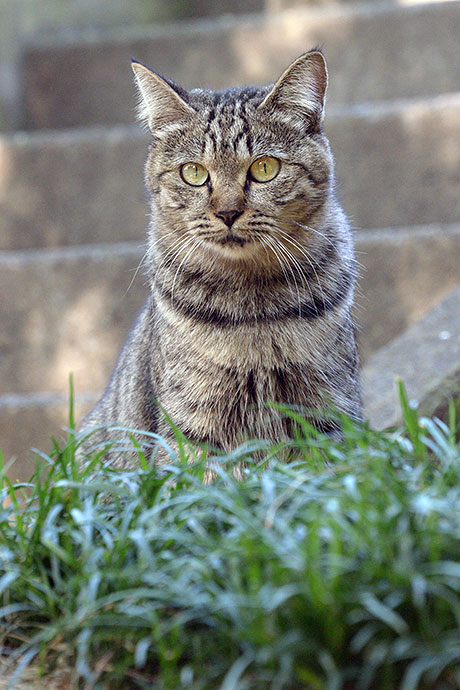 太田区のねこ
