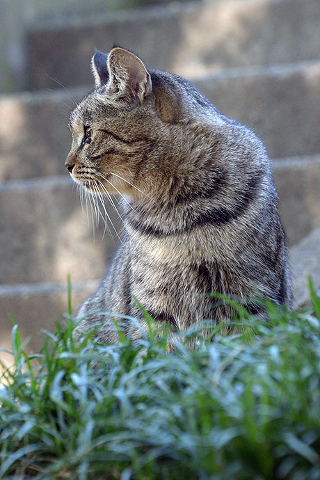 太田区のねこ