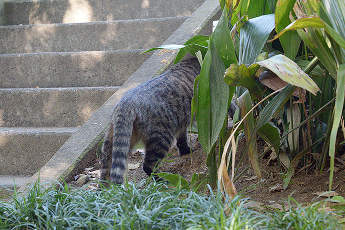 太田区のねこ