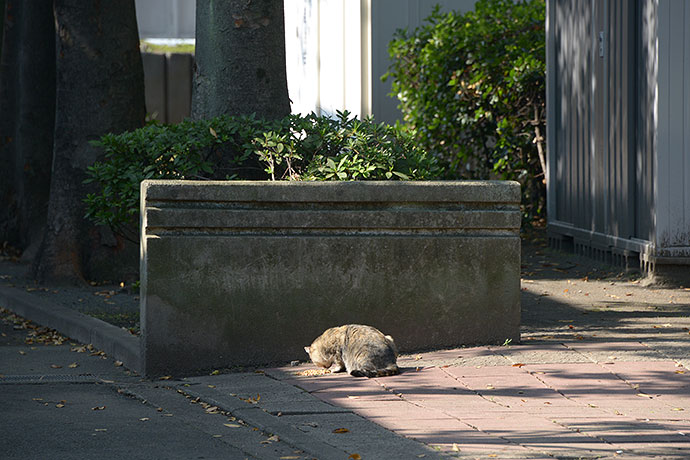 太田区のねこ