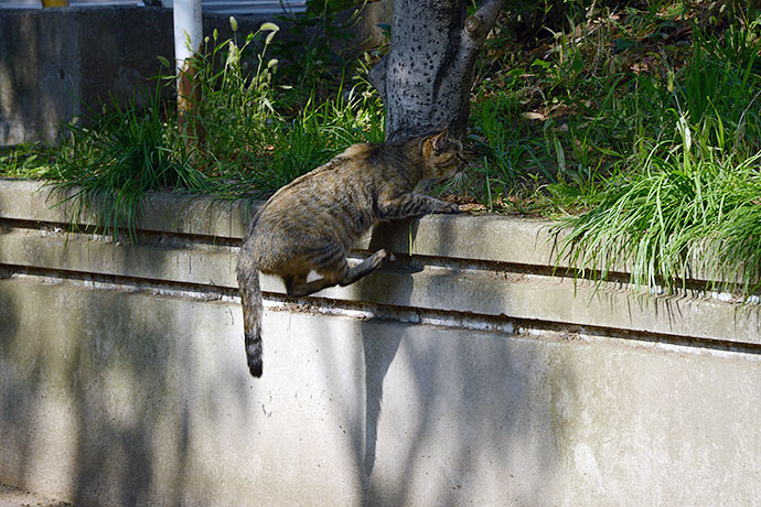 太田区のねこ