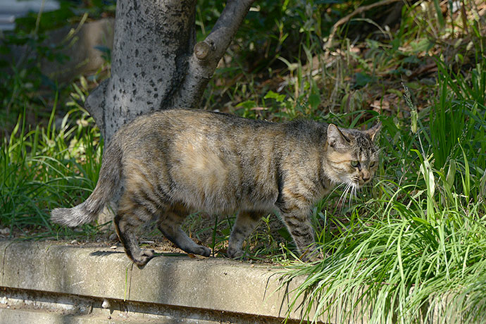 太田区のねこ