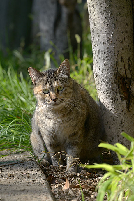 太田区のねこ