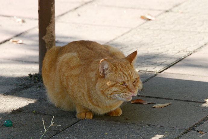 太田区のねこ