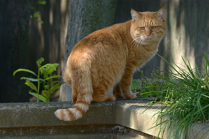 太田区のねこ