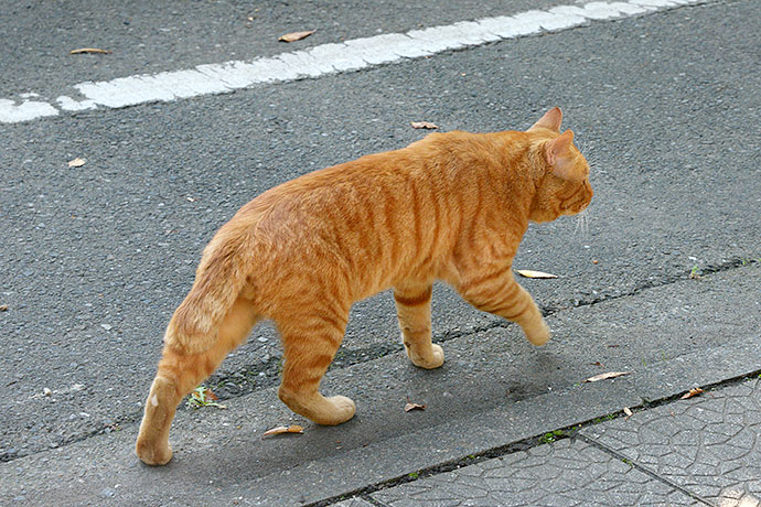太田区のねこ