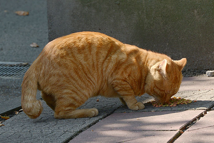 太田区のねこ