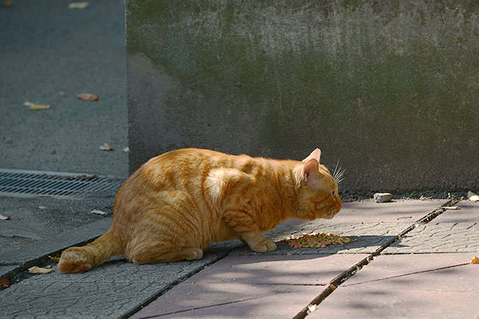 太田区のねこ