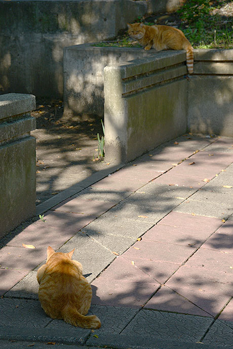太田区のねこ
