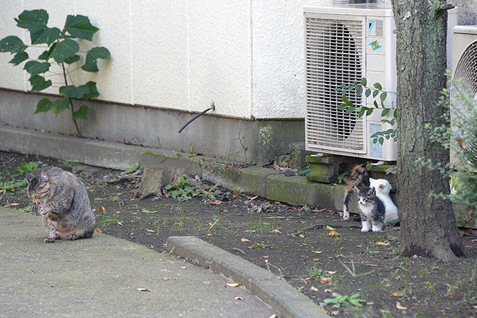 太田区のねこ
