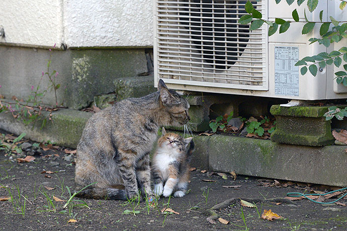 太田区のねこ