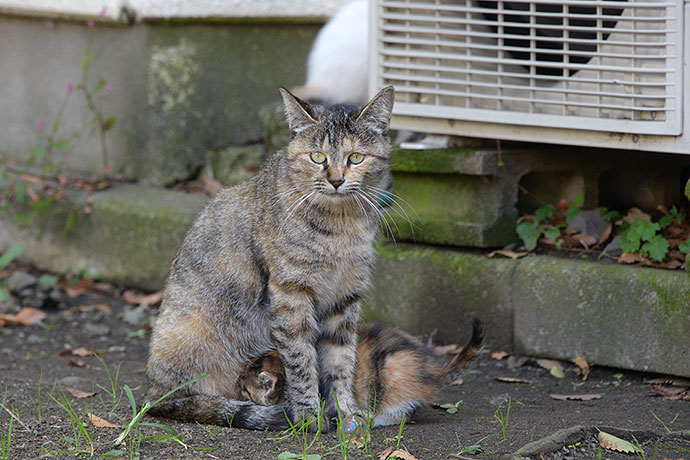 太田区のねこ