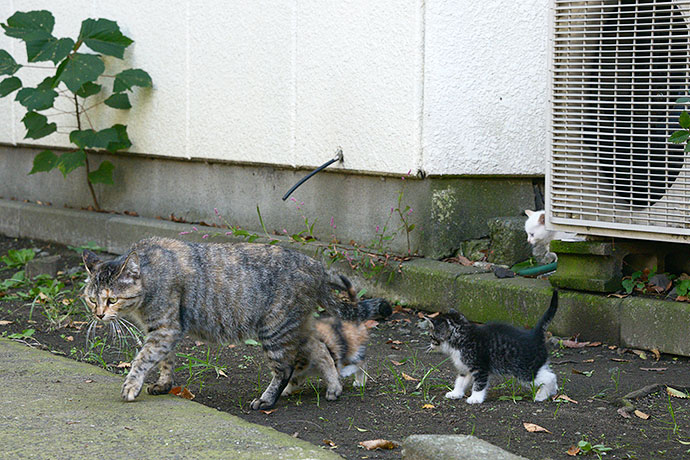 太田区のねこ